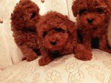 Show Kalite Kore Kanı Mini Poodle Yavrularımız