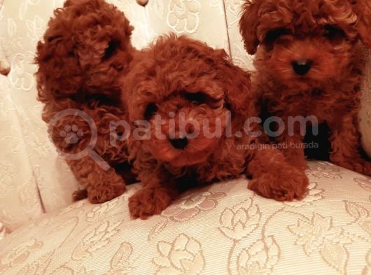 Show Kalite Kore Kanı Mini Poodle Yavrularımız görsel