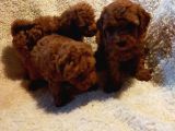 Show Kalite Kore kanı Mini Poodle yavrularımız