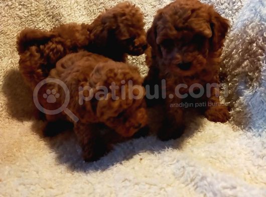 Show Kalite Kore Kanı Mini Poodle Yavrularımız