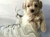Mini Sevimli Maltipoo Bebekler