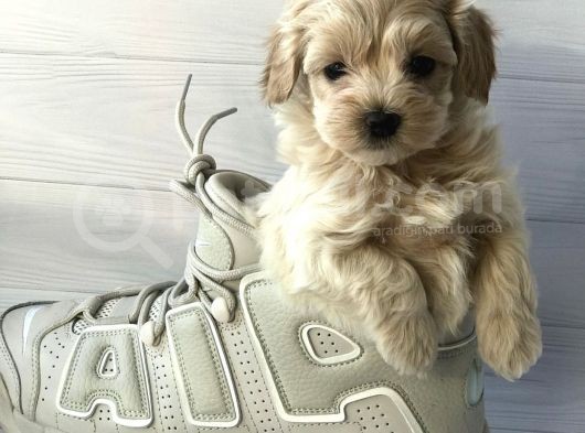 Mini Sevimli Maltipoo Bebekler görsel