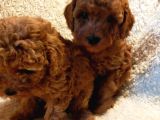 Show Kalite Kore Kanı Mini Poodle Yavrularımız