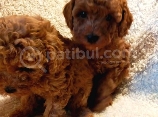 Show Kalite Kore Kanı Mini Poodle Yavrularımız görsel