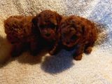 Show Kalite Kore Kanı Mini Poodle Yavrularımız