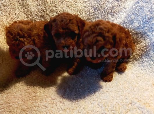 Show Kalite Kore Kanı Mini Poodle Yavrularımız görsel
