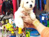 Maltesse Terri̇er  