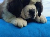 Kali̇te Ni̇n Zi̇rvesi̇n Den St Bernard Yavrular