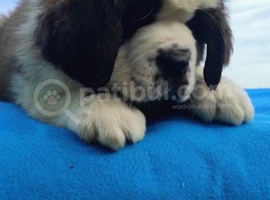 Kali̇te Ni̇n Zi̇rvesi̇n Den St Bernard Yavrular görsel