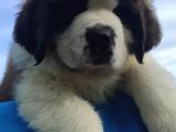 Kali̇te Ni̇n Zi̇rvesi̇n Den St Bernard Yavrular