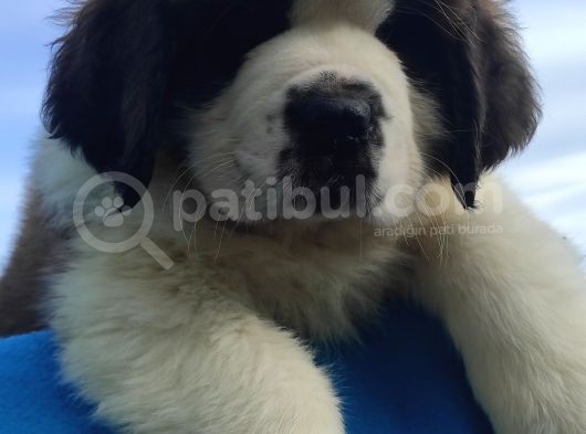 Kali̇te Ni̇n Zi̇rvesi̇n Den St Bernard Yavrular görsel