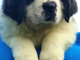 Kali̇te Ni̇n Zi̇rvesi̇n Den St Bernard Yavrular