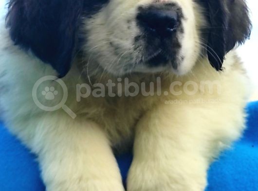 Kali̇te Ni̇n Zi̇rvesi̇n Den St Bernard Yavrular görsel
