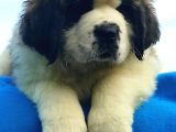 Kali̇te Ni̇n Zi̇rvesi̇n Den St Bernard Yavrular