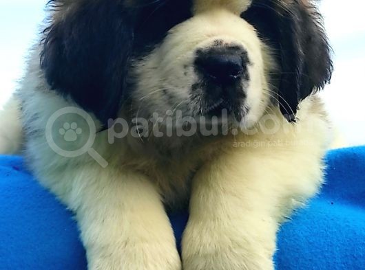 Kali̇te Ni̇n Zi̇rvesi̇n Den St Bernard Yavrular görsel
