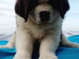 Kali̇te Ni̇n Zi̇rvesi̇n Den St Bernard Yavrular