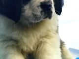 Kali̇te Ni̇n Zi̇rvesi̇n Den St Bernard Yavrular