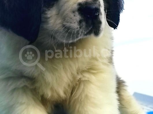 Kali̇te Ni̇n Zi̇rvesi̇n Den St Bernard Yavrular görsel