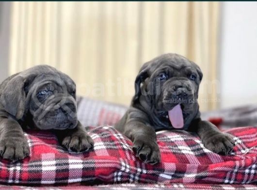 Blue Cane Corsa Yavruları görsel