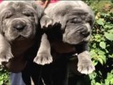 Blue Cane Corsa Yavruları