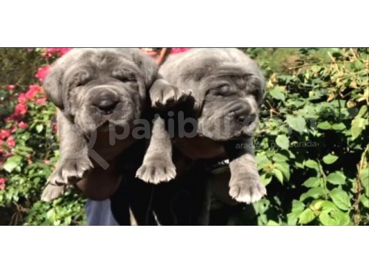 Blue Cane Corsa Yavruları görsel