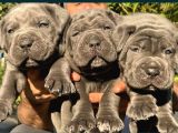 Blue cane Corsa yavruları