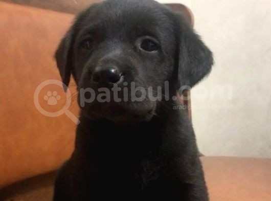 Siyah Labrador Yavruları görsel