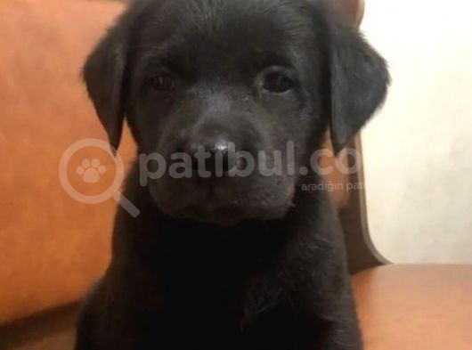 Siyah Labrador Yavruları görsel
