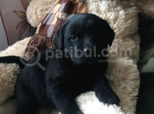 Siyah Labrador Yavruları