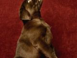 Çikolata Labrador Yavruları