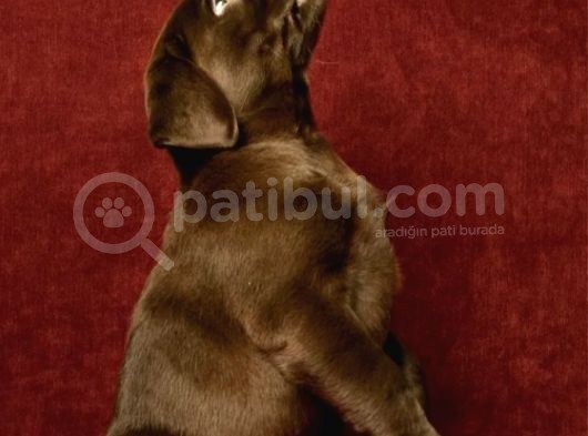 Çikolata Labrador Yavruları görsel