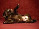 Çikolata Labrador Yavruları