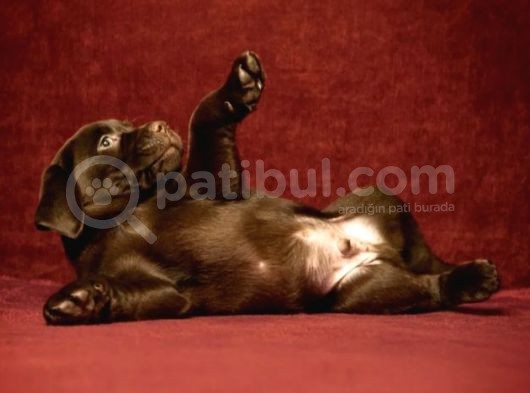 Çikolata Labrador Yavruları görsel
