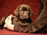 Çikolata labrador yavruları