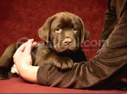 Çikolata Labrador Yavruları