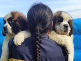 Kali̇te Ni̇n Zi̇rvesi̇n Den St Bernard Yavrular