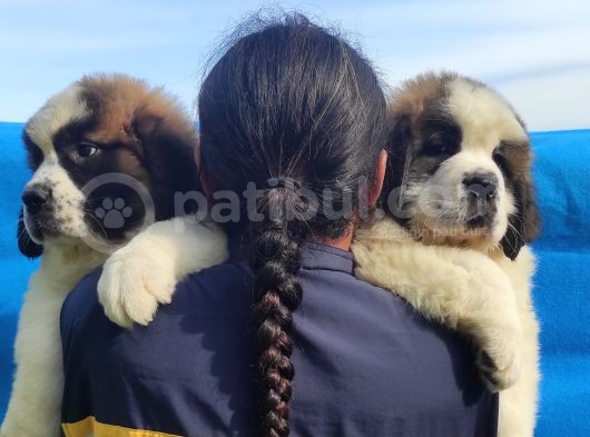 Kali̇te Ni̇n Zi̇rvesi̇n Den St Bernard Yavrular görsel