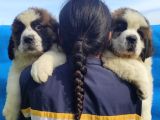 Kali̇te Ni̇n Zi̇rvesi̇n Den St Bernard Yavrular
