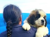 Kali̇te Ni̇n Zi̇rvesi̇n Den St Bernard Yavrular