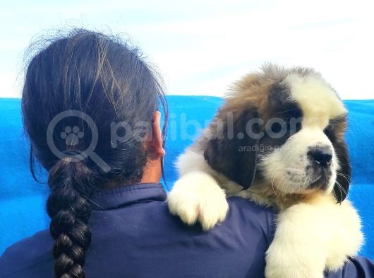 Kali̇te Ni̇n Zi̇rvesi̇n Den St Bernard Yavrular görsel
