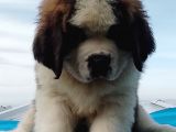 KALİTE NİN ZİRVESİN DEN ST BERNARD YAVRULAR
