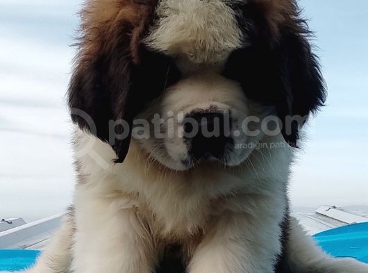 Kali̇te Ni̇n Zi̇rvesi̇n Den St Bernard Yavrular