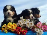 Kart Postal Gi̇bi̇ Masallah Maşallah