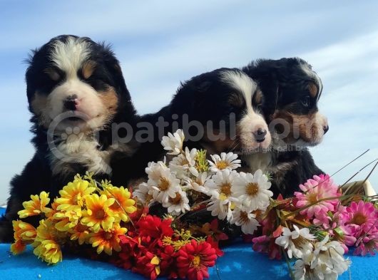 Kart Postal Gi̇bi̇ Masallah Maşallah görsel