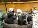 Vonalpet Garanti̇si̇yle Mükemmel Kali̇tede Scotti̇sh Fold Yavrularimiz
