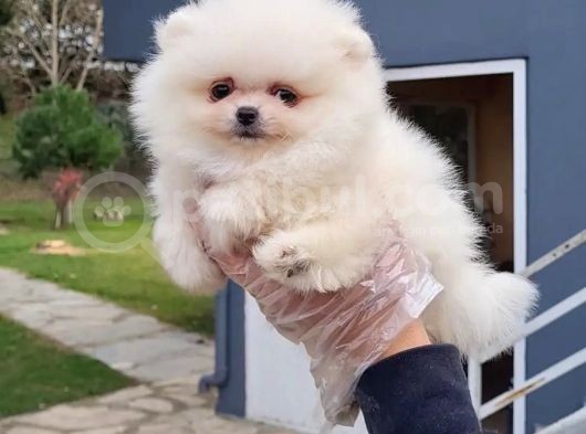 Vonalpet Garanti̇si̇yle Mükemmel Kali̇tede Pomeri̇an Boo  Yavrularimiz görsel