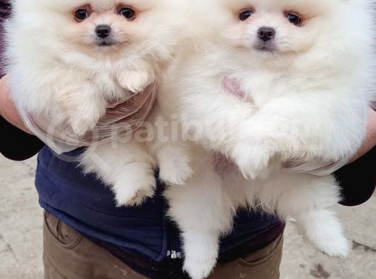 Vonalpet Garanti̇si̇yle Mükemmel Kali̇tede Pomeri̇an Boo  Yavrularimiz görsel