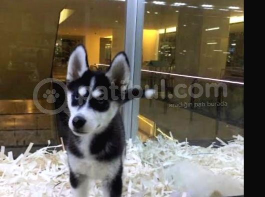 Vonalpet Garanti̇si̇yle Mükemmel Kali̇tede Husky   Yavrularimiz görsel