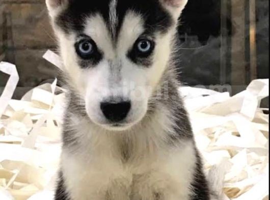 Vonalpet Garanti̇si̇yle Mükemmel Kali̇tede Husky   Yavrularimiz görsel