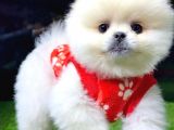 VONALPET GARANTİSİYLE MÜKEMMEL KALİTEDE POMERİAN BOO  YAVRULARIMIZ